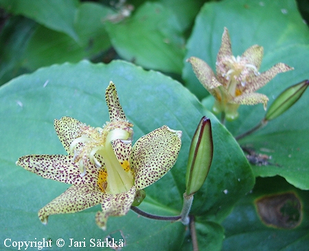 Tricyrtis latifolia, keltakonnanlilja